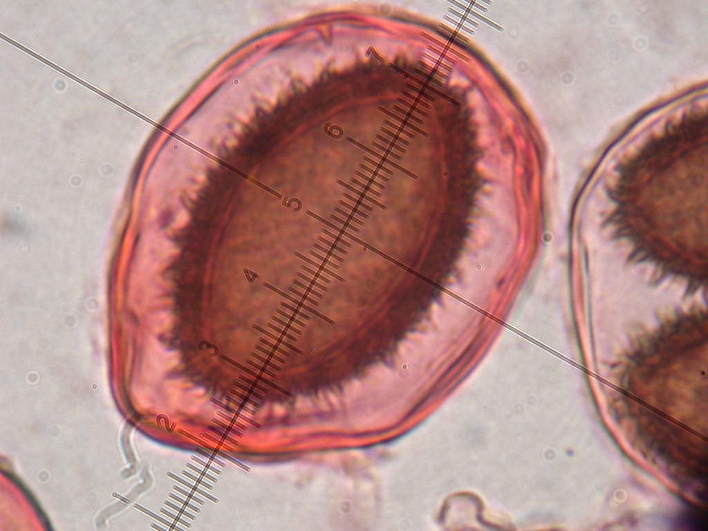 Con l''aiuto del microscopio... QUIZ